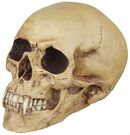 Vampire Skull, Markus Mayer, Schedel