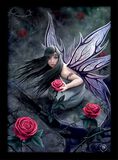 Rose Fairy, Anne Stokes, Ingelijste Afbeelding