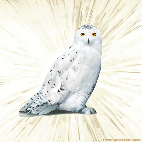 Hedwig